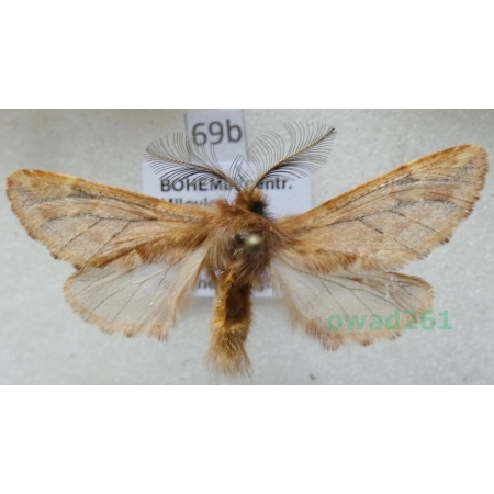 Ptilophora plumigera (Denis & Schiffermüller, 1775) Czech69b